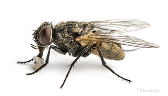 Common House Fly