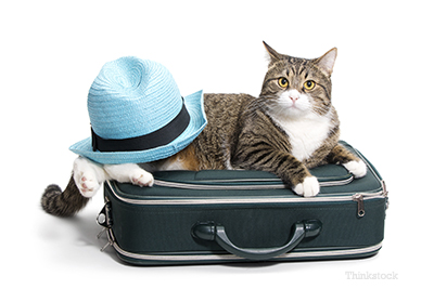 Cat laying on suitcase