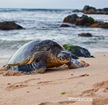 Turtle on beach