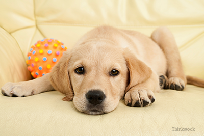 Yellow lab puppy laying on couch