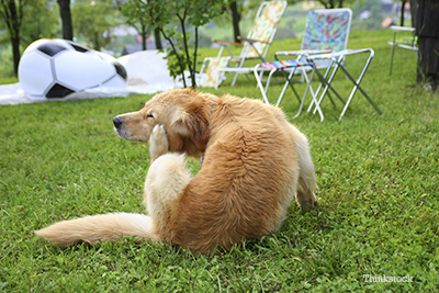 Dog scratching herself