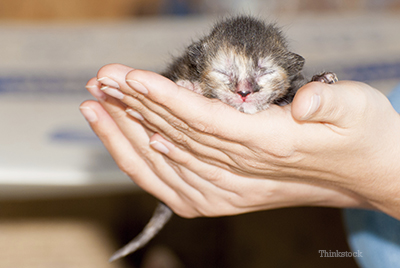 Kitten in someone's hands