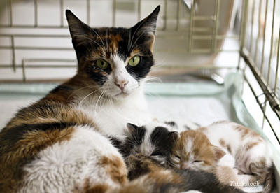 do cats know your pregnant