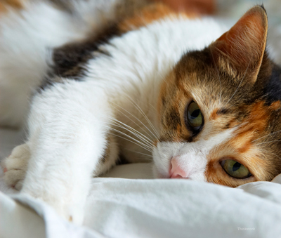 Feline allergies, environmental allergies and food alergies in cats.
