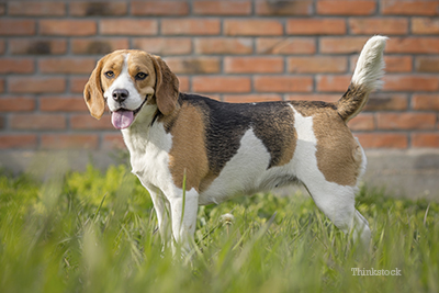 small dogs with long tails