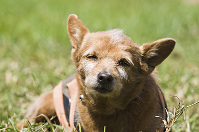 Older dog laying down in the grass