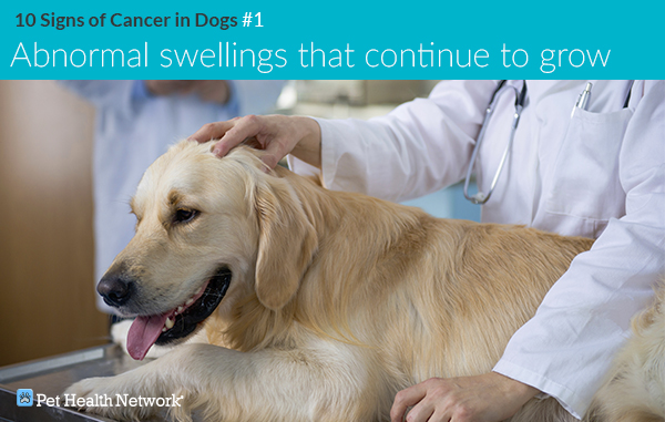Larynx cancer symptoms in dogs