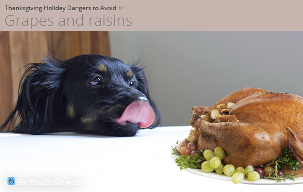 Dog looking at Thanksgiving turkey