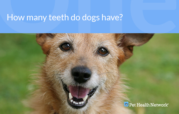 Dr. Ernie's Top 10 Dog Dental Questions... and His Answers!