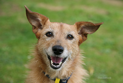 dog smiling