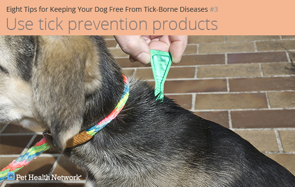 Usando prevenção contra carrapatos em cães