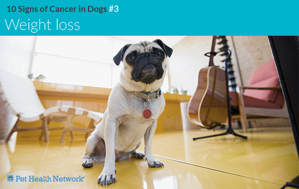 10 Signs Of Cancer In Dogs