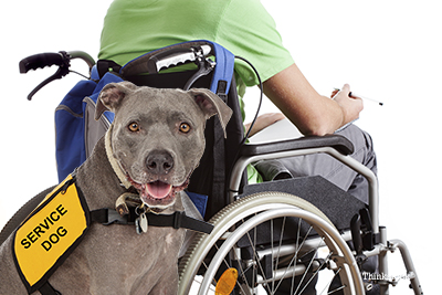 dogs for disabled vets