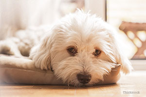 Maltese in dog bed