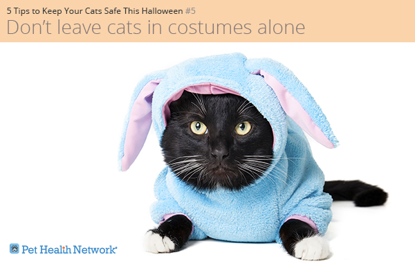 Cat in a bunny costume