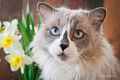 Ragdoll with flowers