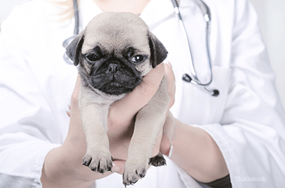 Pug puppy at vet