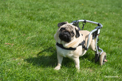 Paralyzed Dog