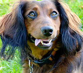 Dog with his tongue out