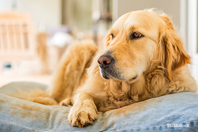 what are the signs of kidney failure in a dog