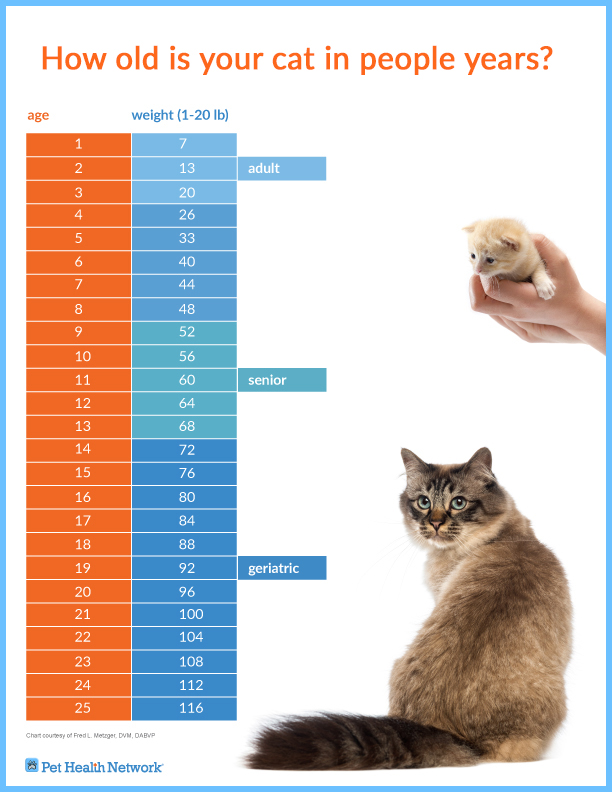 How Old Is Your Cat In People Years 