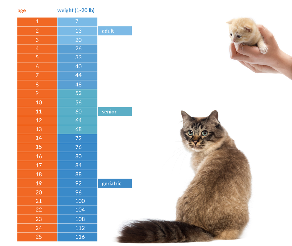 Cat store age chart