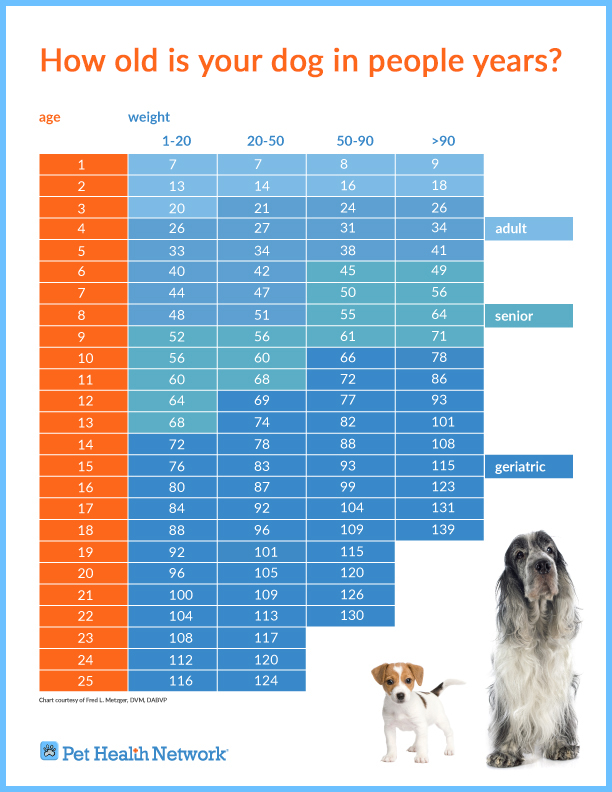 dog age chart