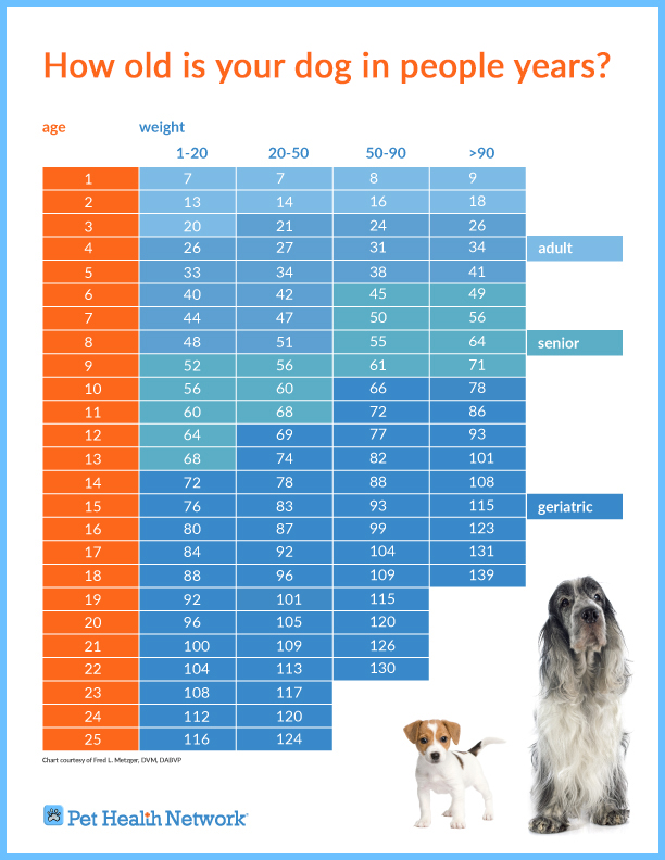 How Old Is Your Dog In People Years 