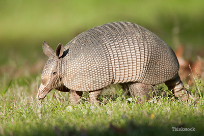 Armadillo walking in the grass