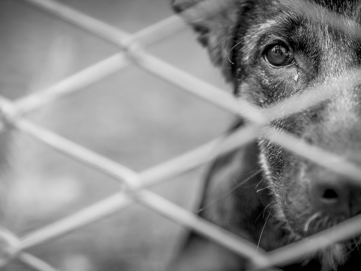 Prison Pet Partnership: Dogs and Inmates Helping Each Other