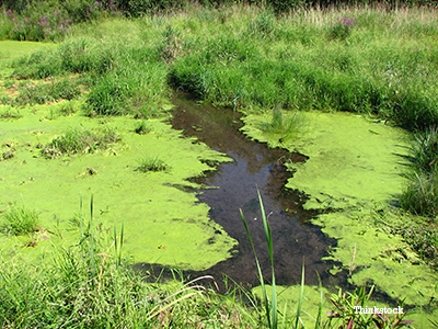 Pond with Blue-Green Algae