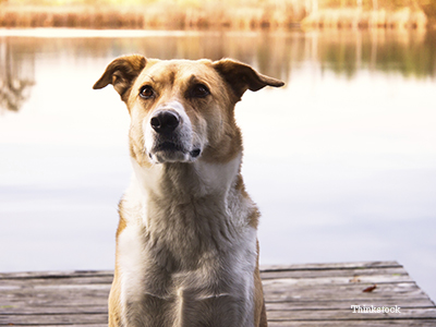 Sad dog sitting on dock