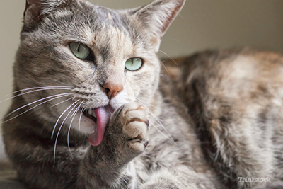 Cat licking his paws