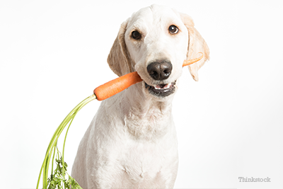 Dog with carrot in mouth