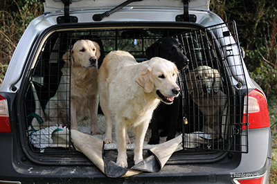 Dog car crate crash cheap tested