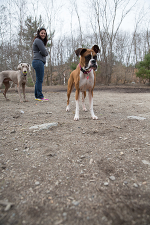 is mouth cancer in dogs contagious