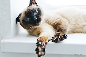 Siamese cat stretching