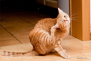 Orange cat scratching ear