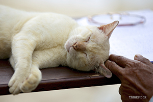 Senior cat laying on back