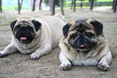 Two fat pugs