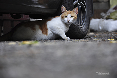 Cat under a car