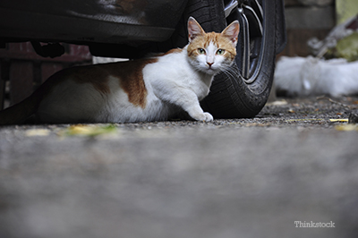 What is a Cat S car?