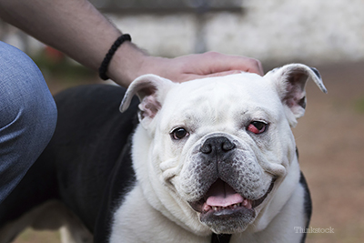 Bulldog with Cherry Eye