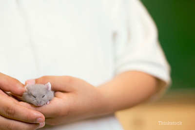 Veterinarians Answer Questions About Hamsters You're Scared to Ask