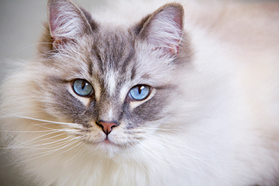 Chronic Kidney Disease What Does Kidney Failure In Cats Really Mean