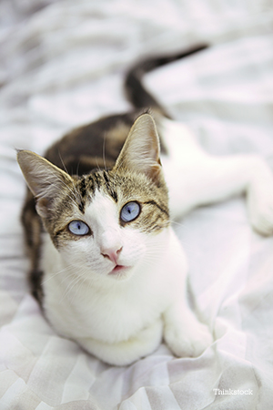 Chronic Kidney Disease What Does Kidney Failure In Cats Really Mean