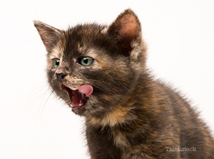 kitten licking her lips