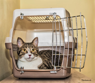 Cat in crate