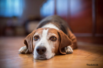 Sad dog on wood floor