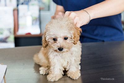 Dog being vaccinated